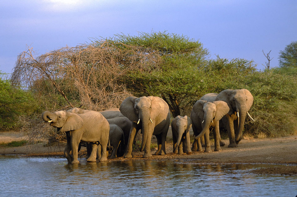 Elephants drinking at a river on an African safari experience