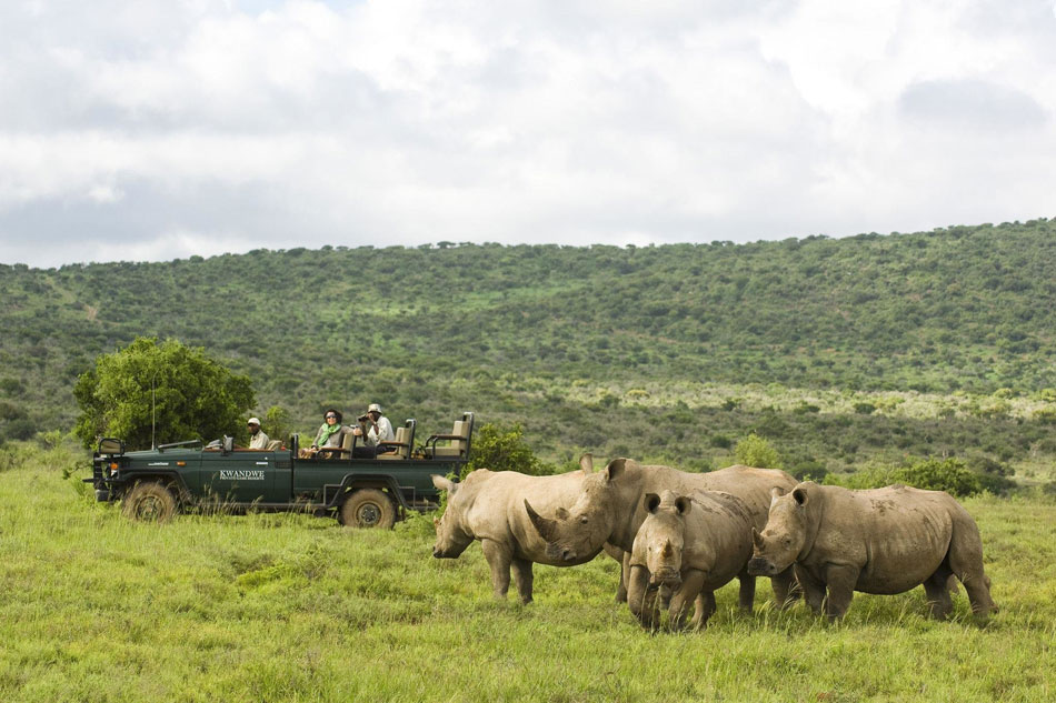 Rhinos grazing during a South African safari wildlife tour