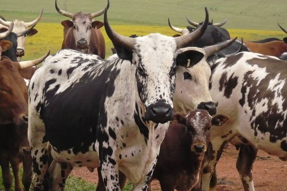 Nguni cattle with curved horns in rural Zululand, cultural heritage tour South Africa