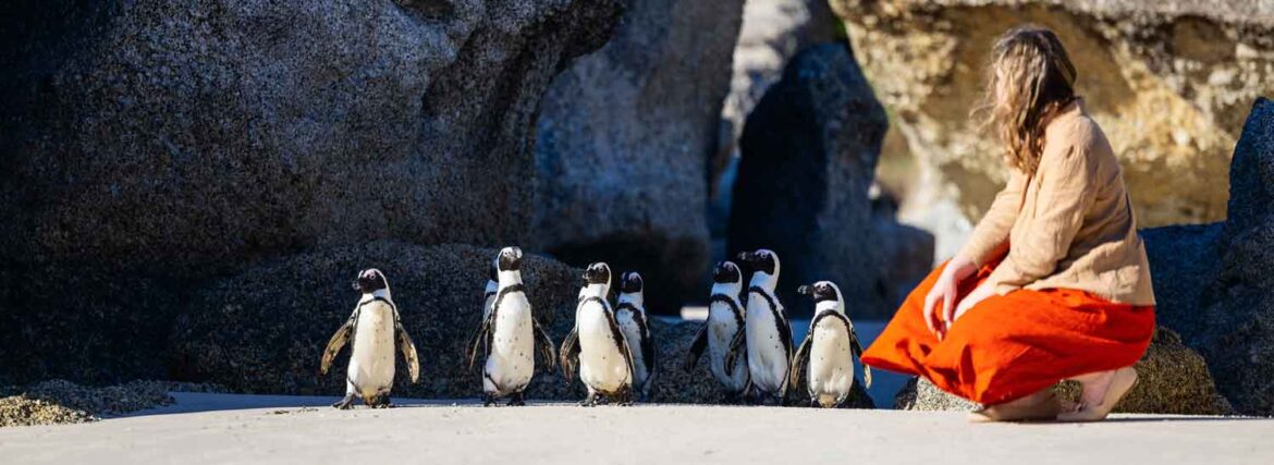 Visitors observing African penguins at Boulders Beach near Cape Town