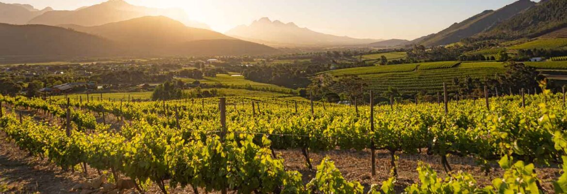 Scenic Cape Winelands vineyards and mountains on a wine tasting tour